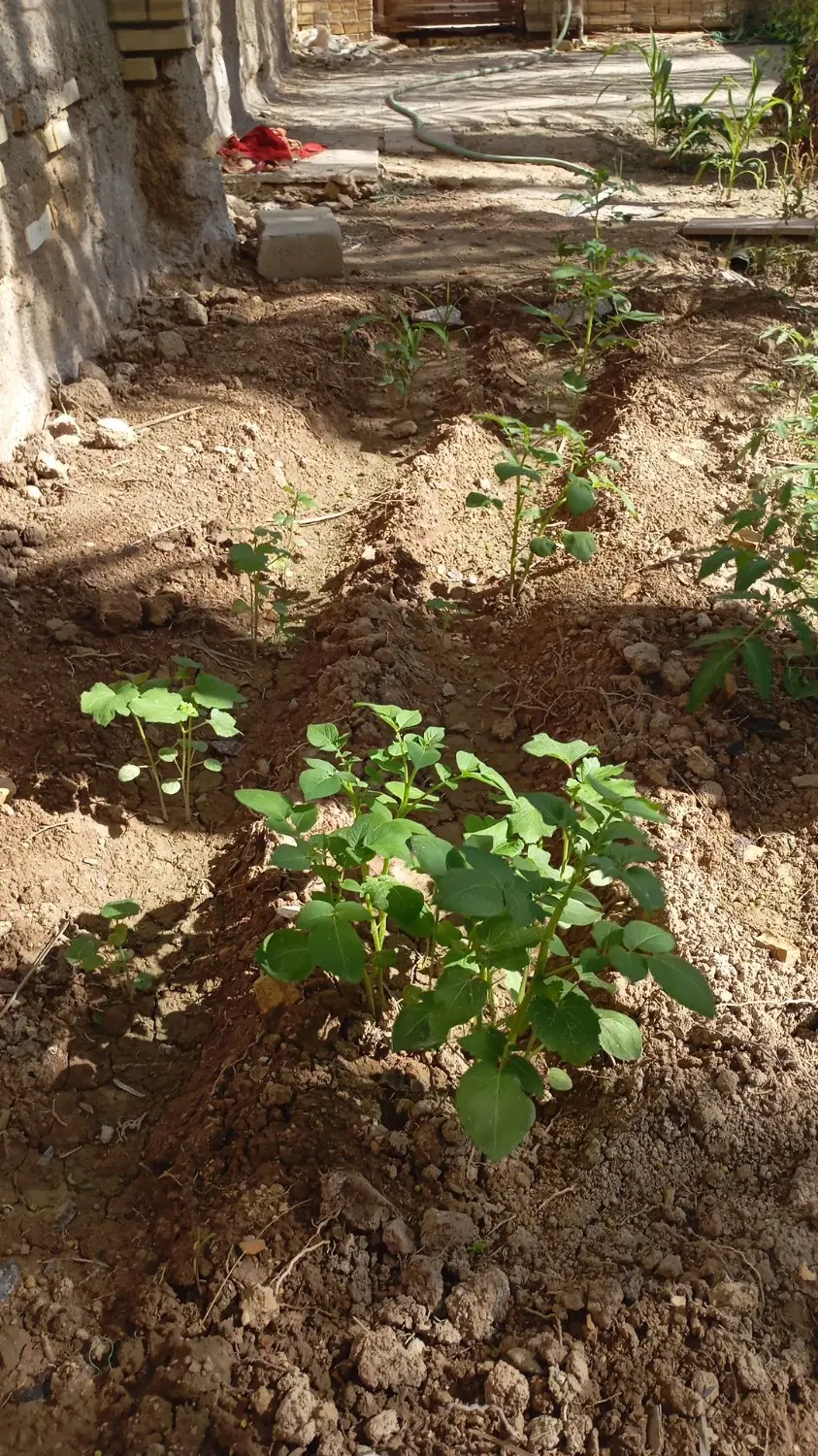 دوتا خونه وباغ در اروند کنار فروشی هست