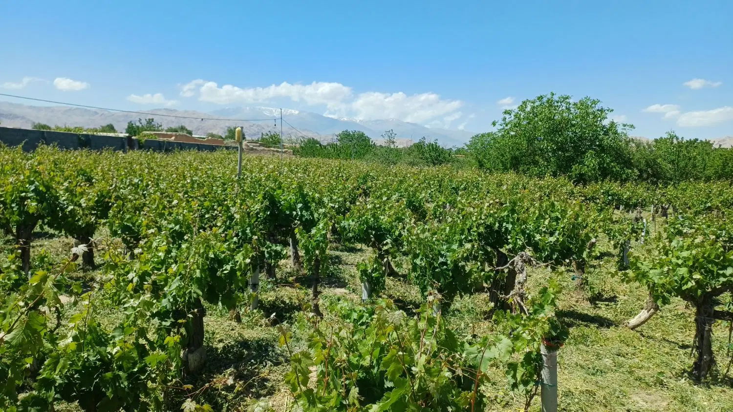 باغ منطقه چناران دیزج