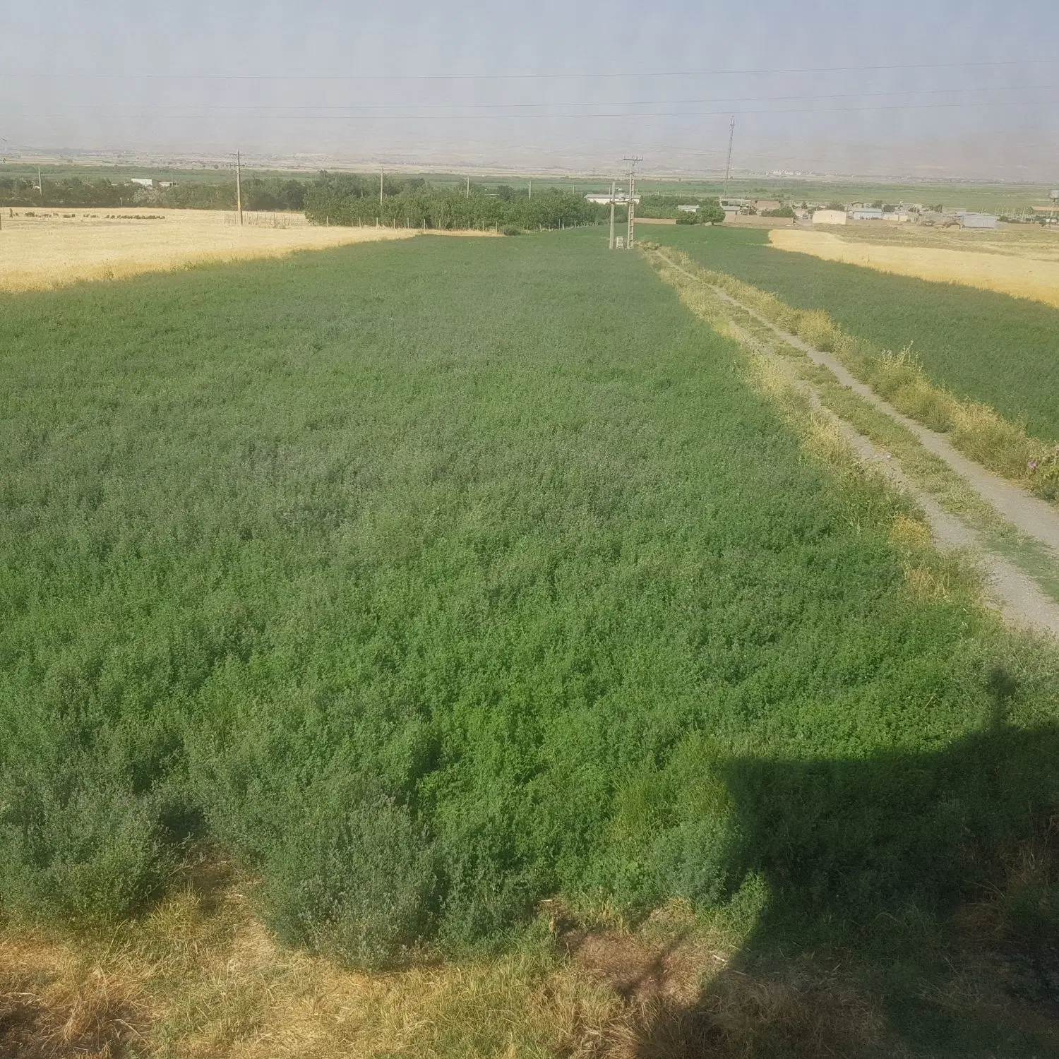 گاوداری صنعتی