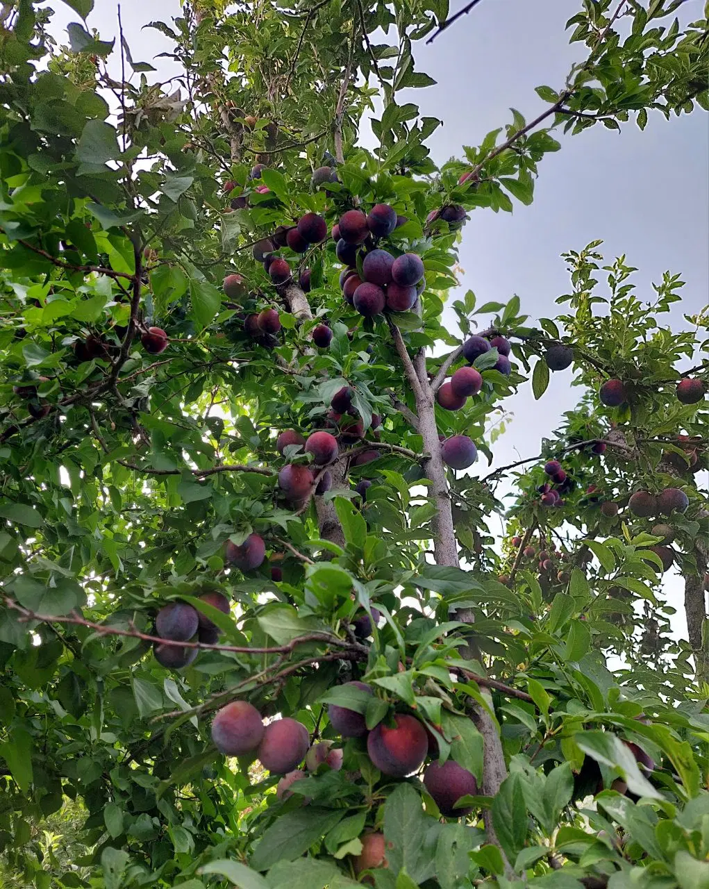 فروش باغ