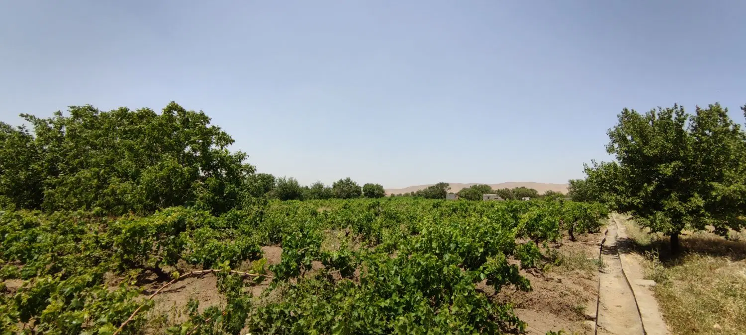 باغ انگوری ثمرده