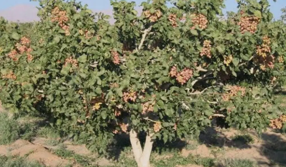 زمین پسته هفت باغ