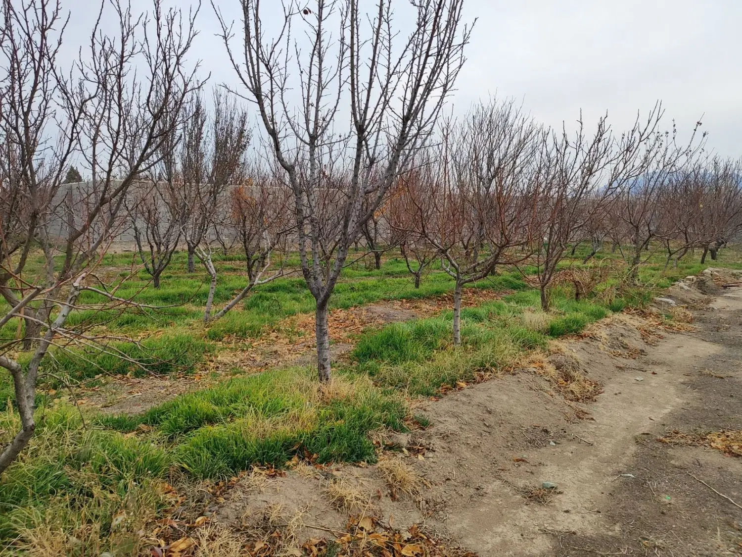 زمین باغی محصور