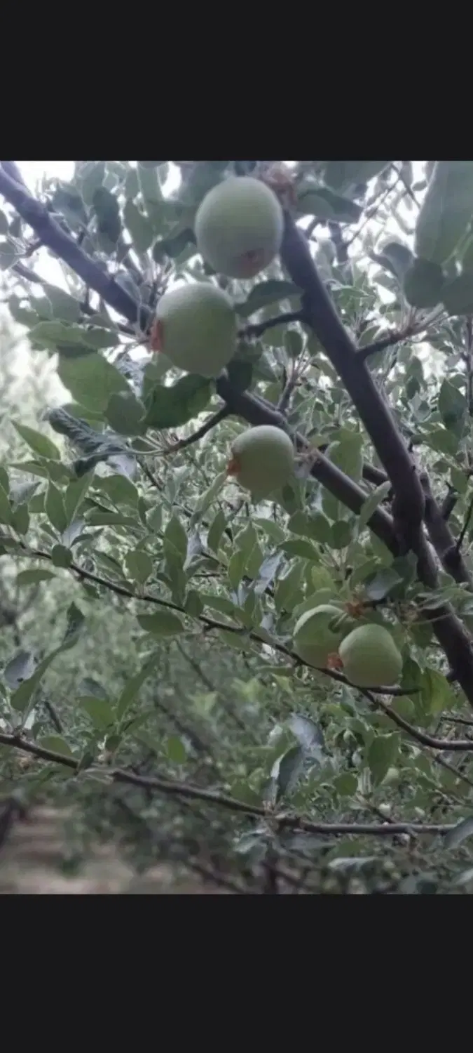 باغ سیب وغیره