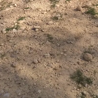 زمین هشت بنگله