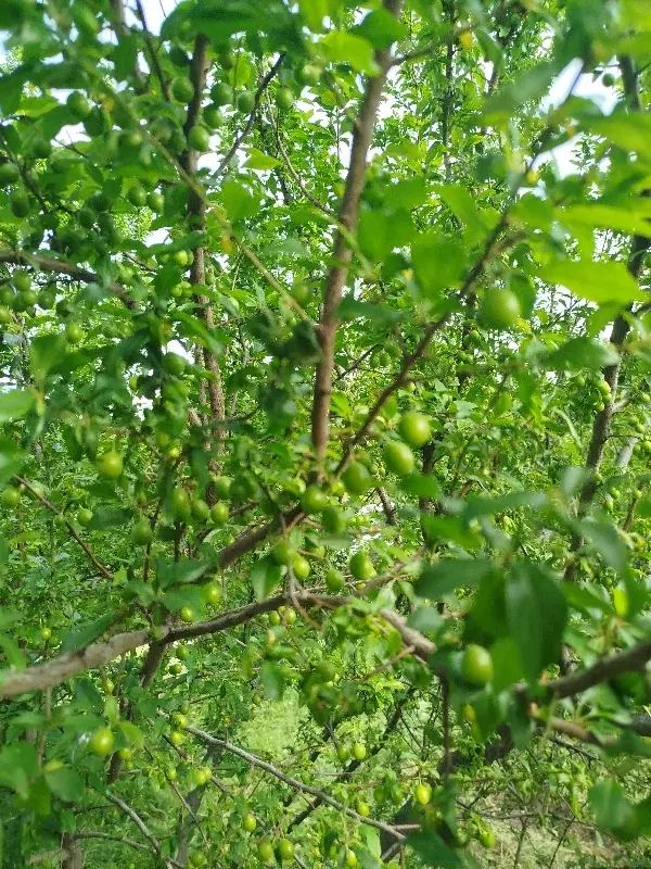 زمین کشاوری