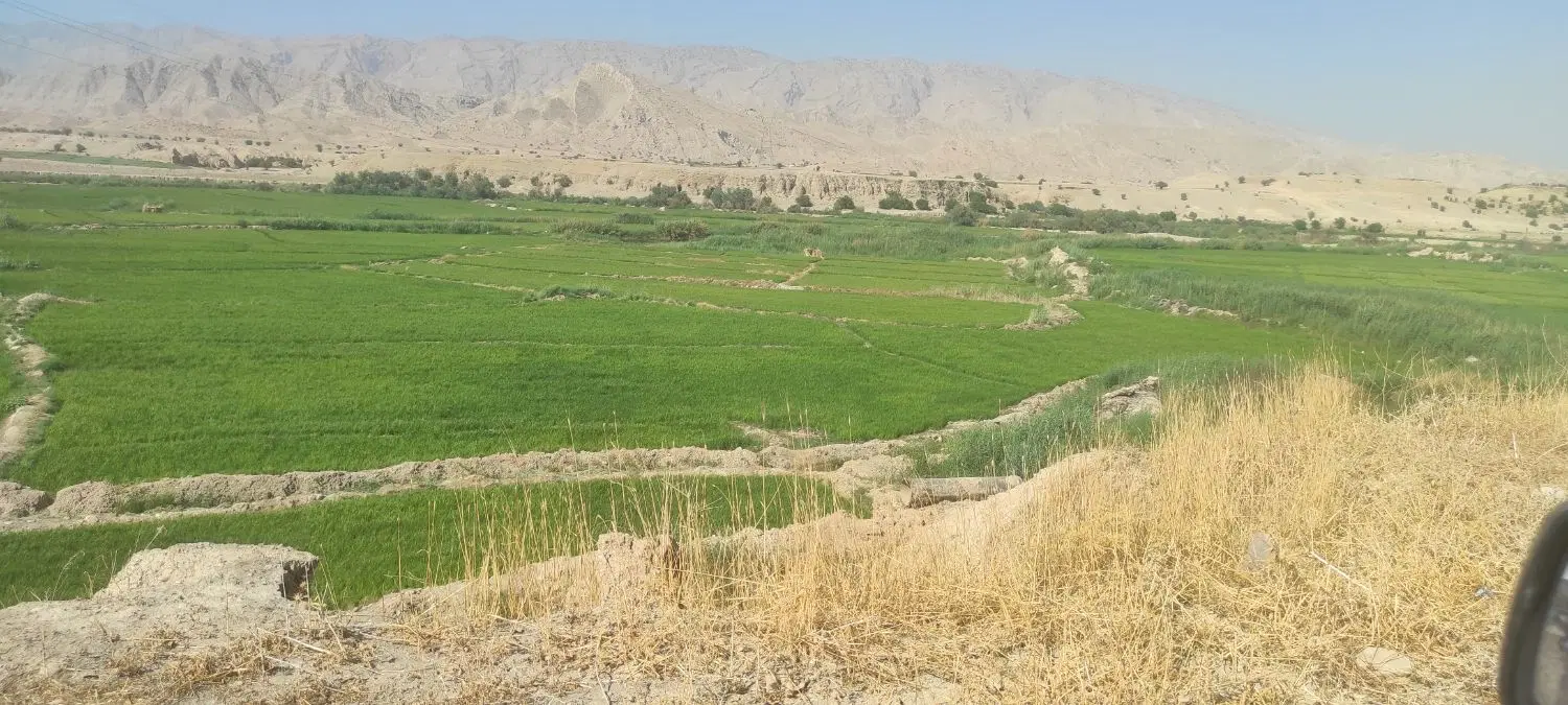 فروش زمین برنجکاری