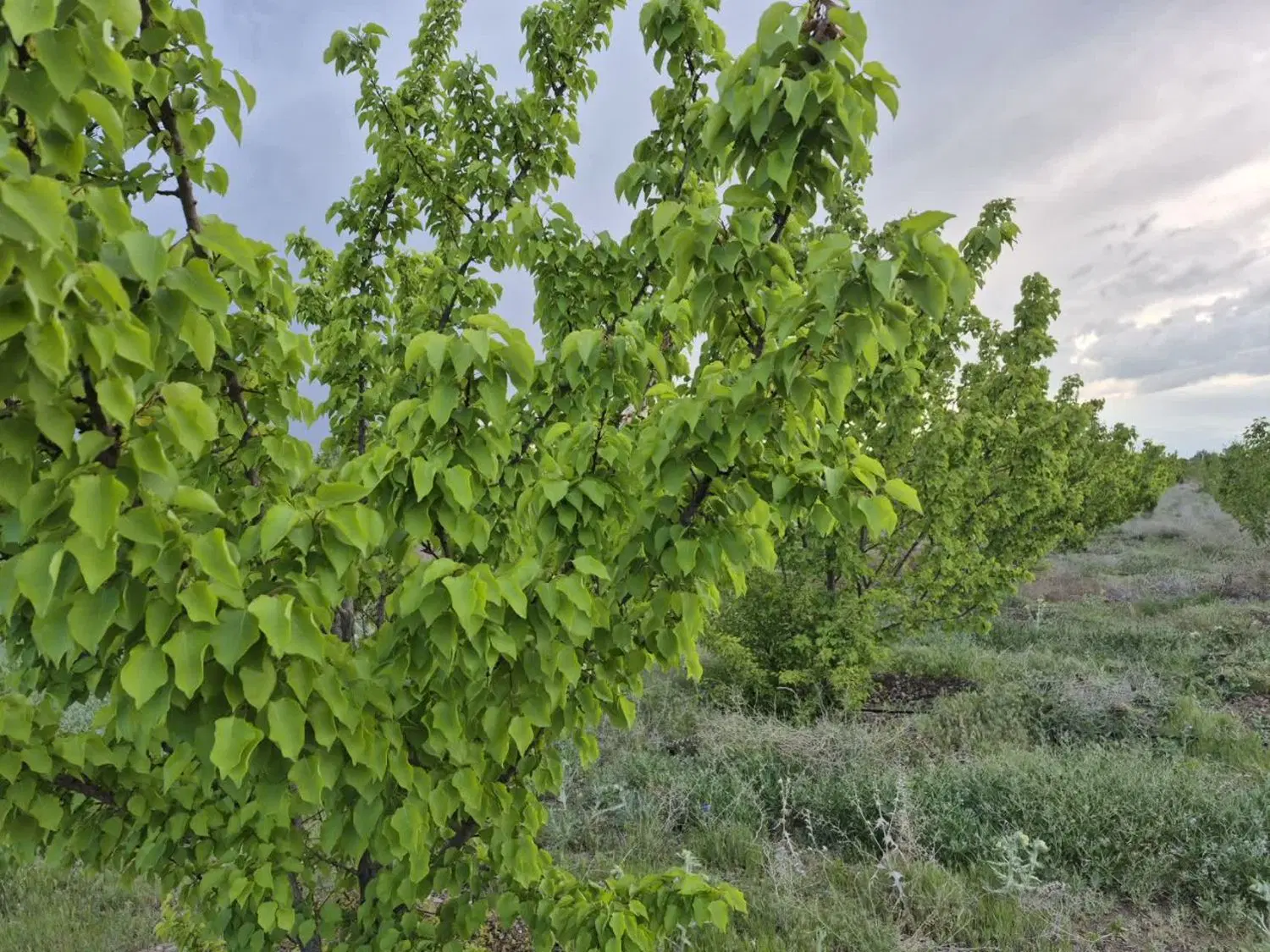باغ فروشی در طبیعت زیبای اخلمد
