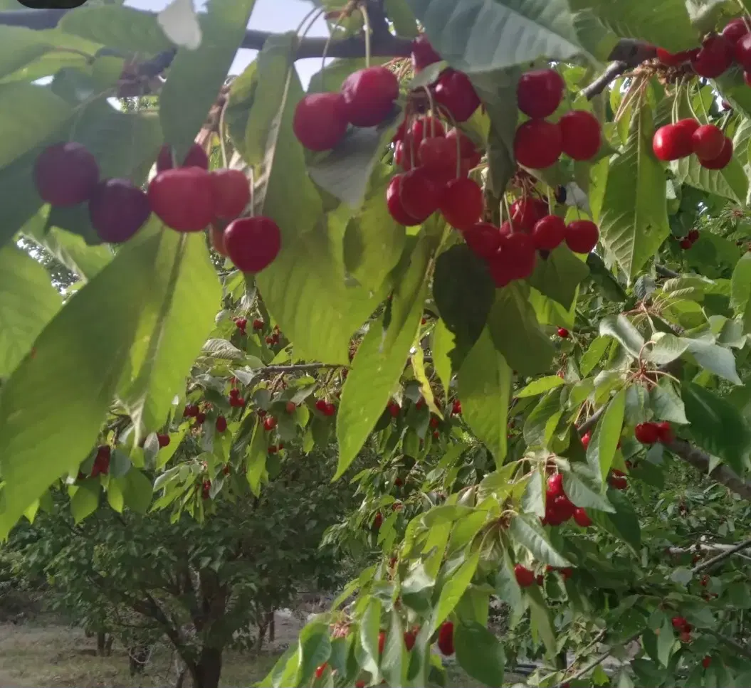 فروش سفره خانه وباغ شهر هیر