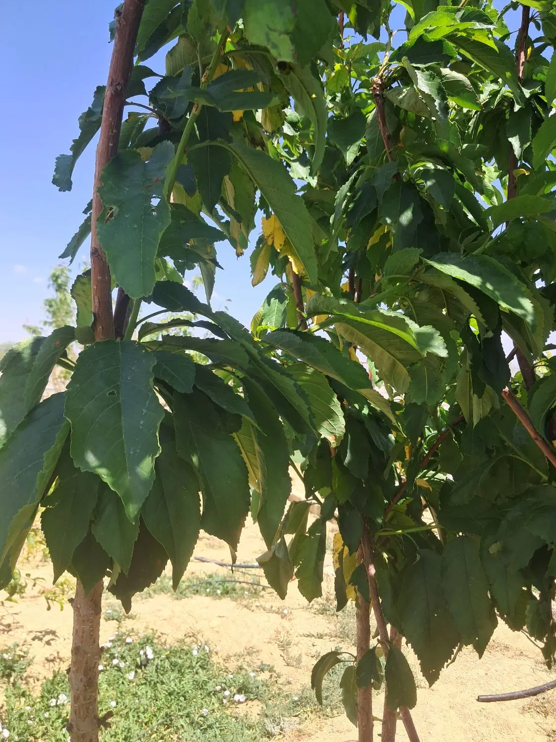 فروش زمین باغچه