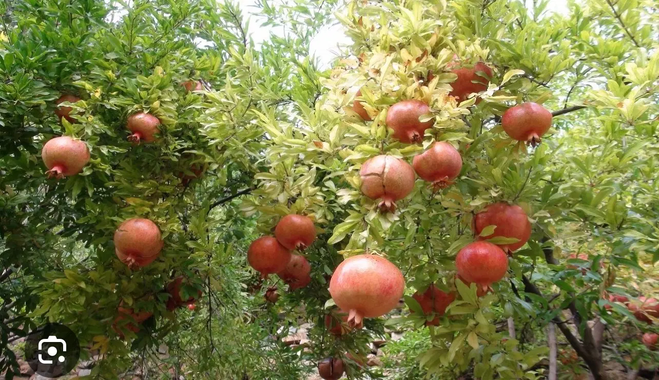 باغ شهری