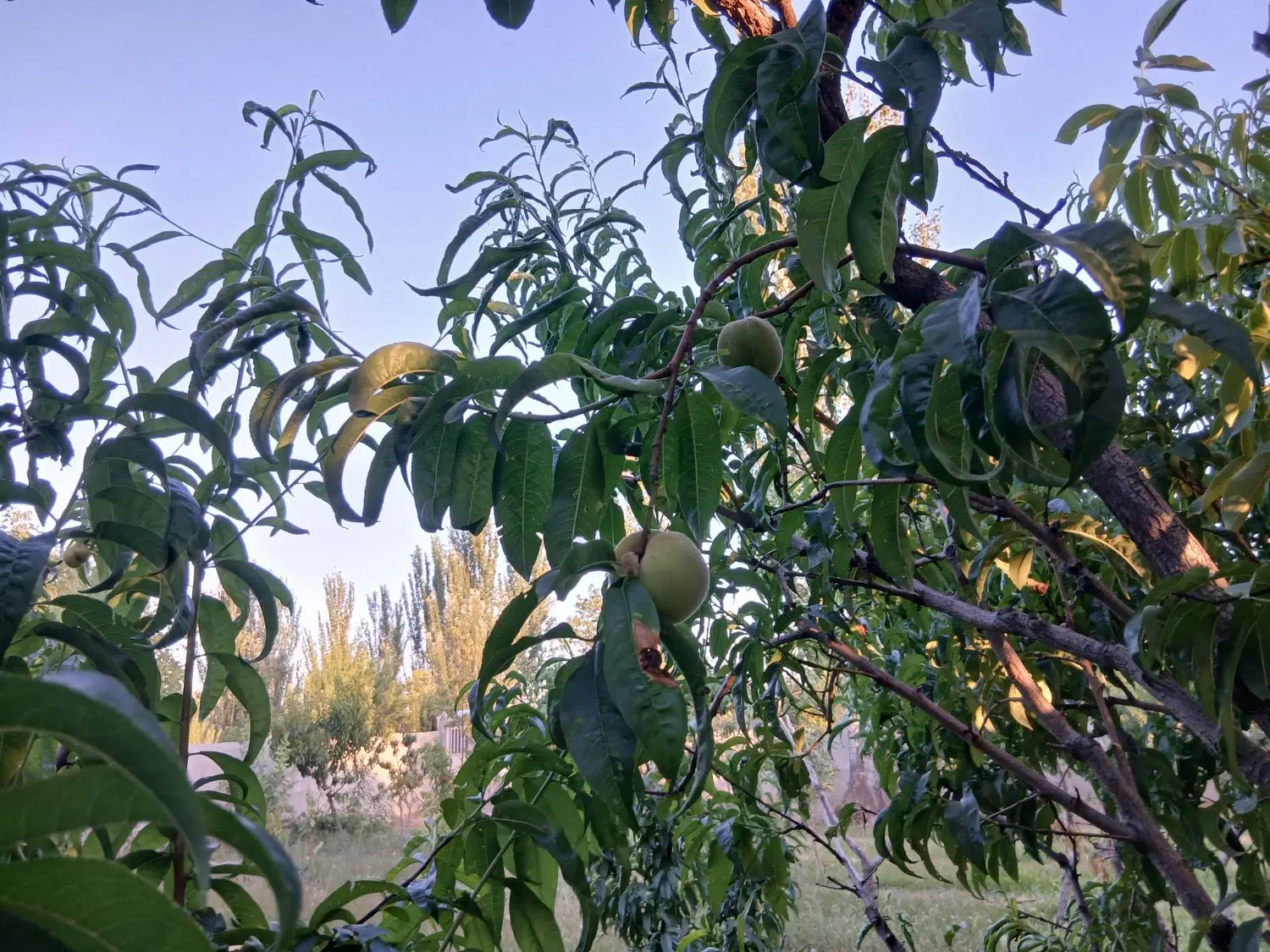 باغ 800 متری صوفیان