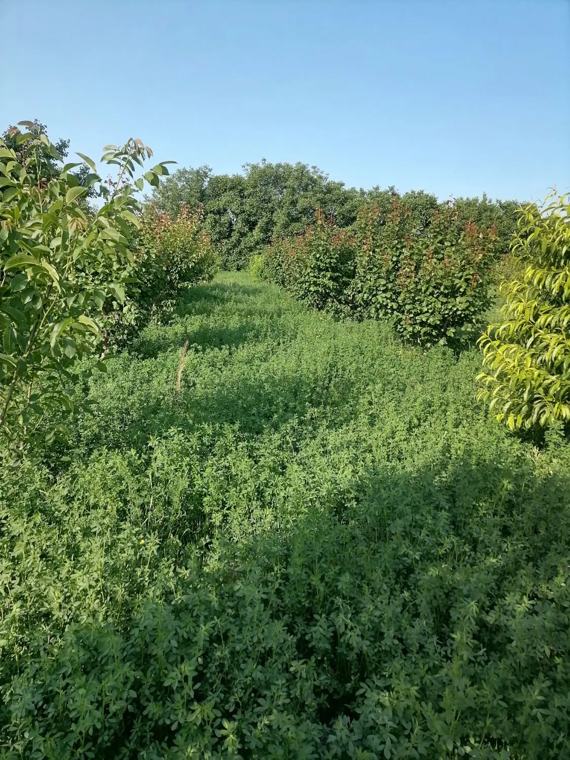 باغچه به متراژ 800 متر