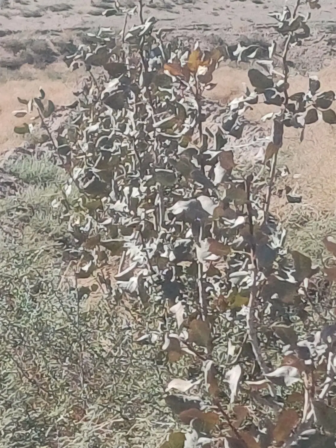 باغ پسته