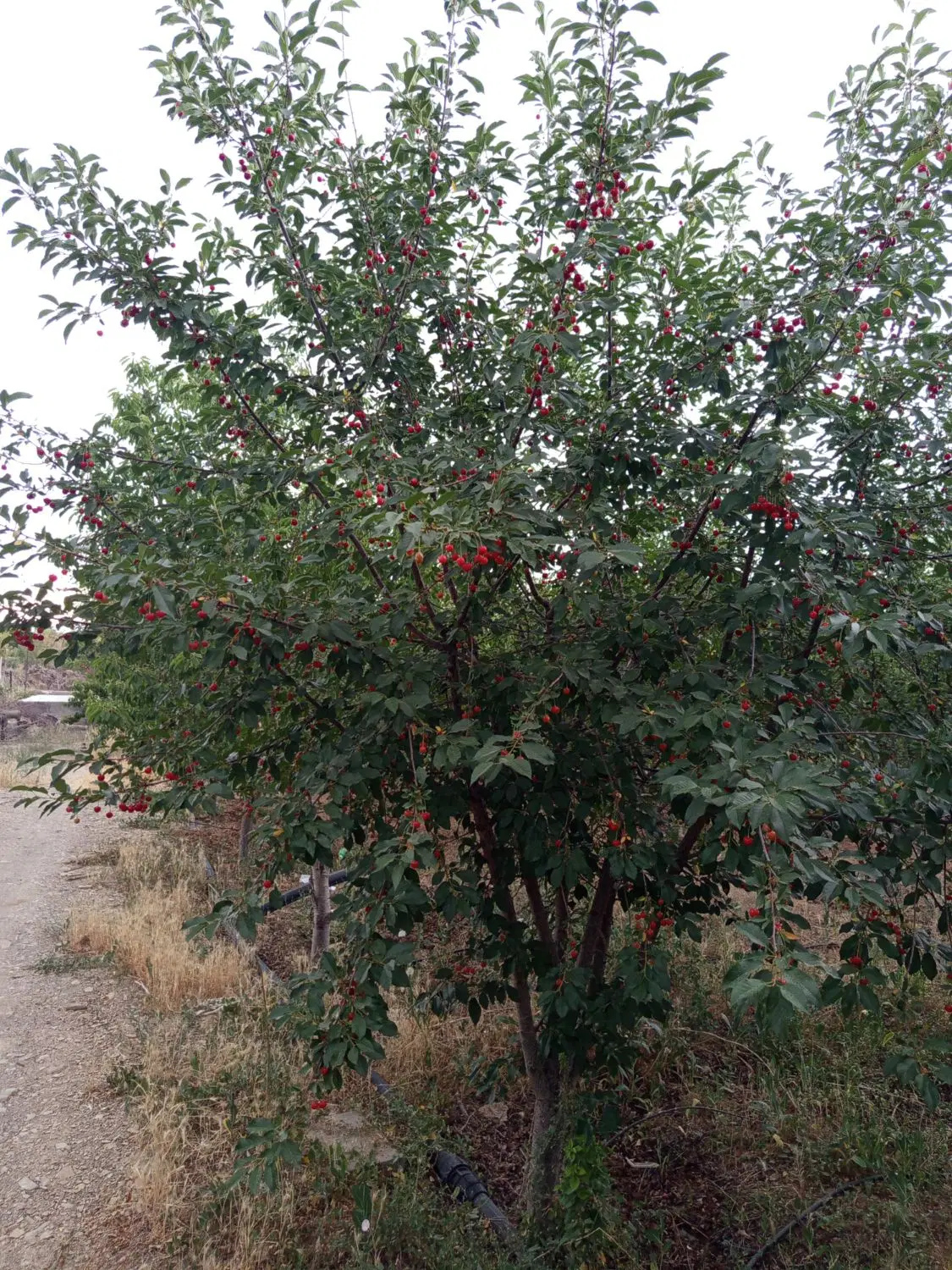 باغ نزدیک شهر