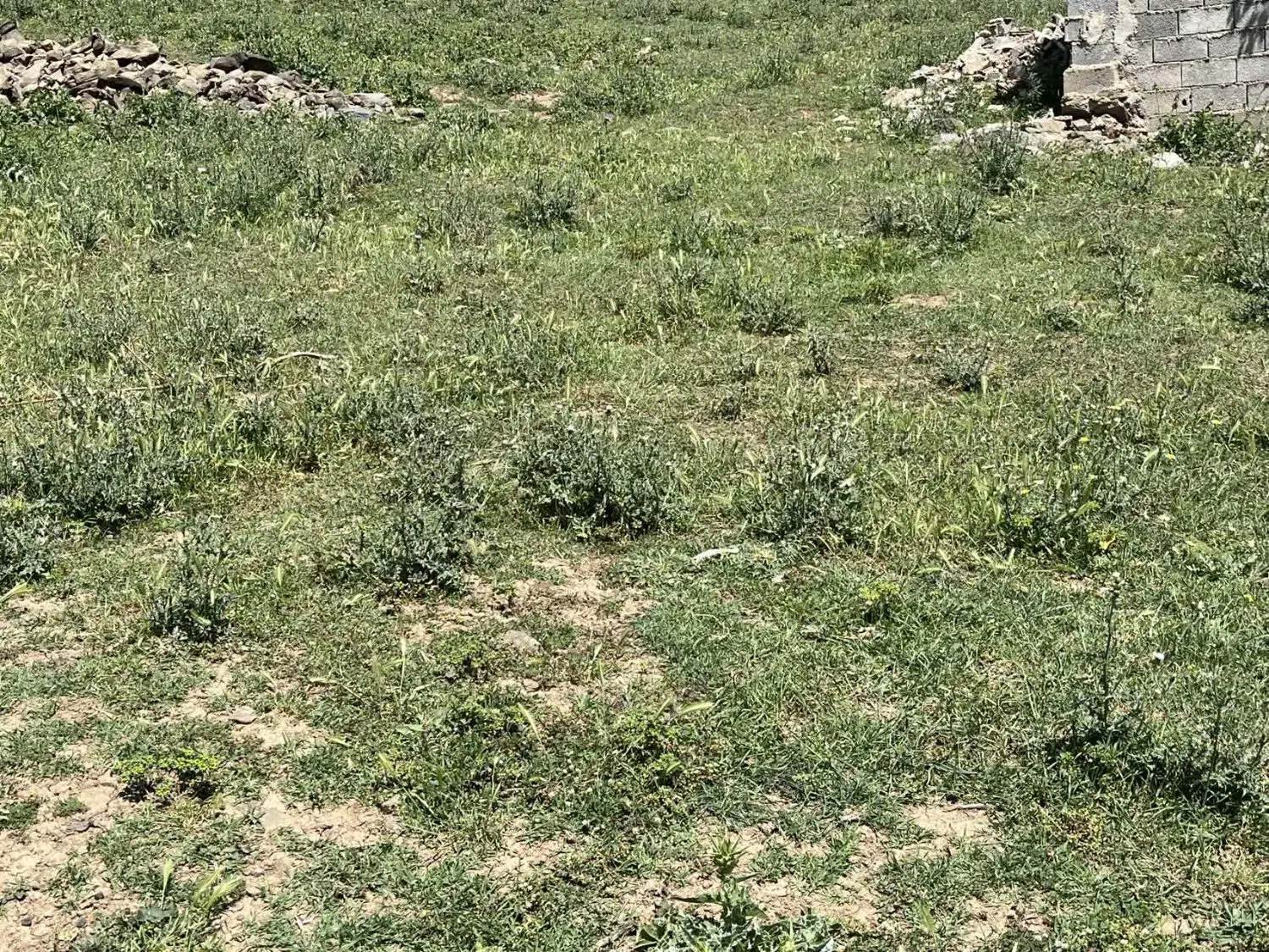 ۳۱۷ متر زمین مسکونی