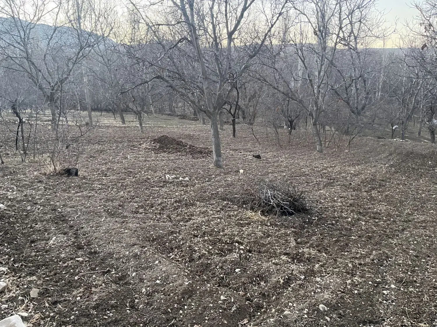 باغ فروشی در روستای های ملاباقر و گلیان