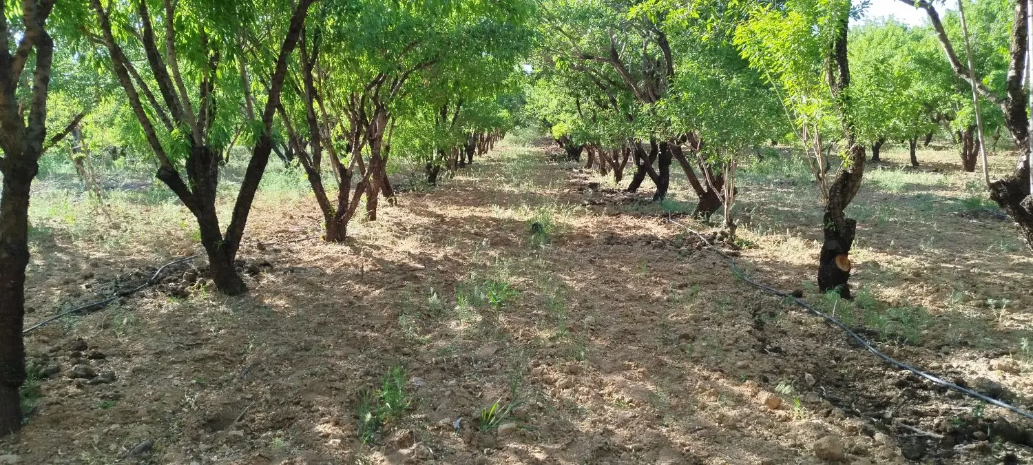 مالک باغی