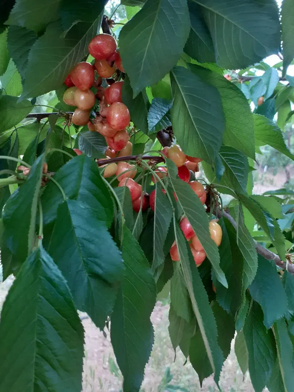 زمین میوه 1000متری