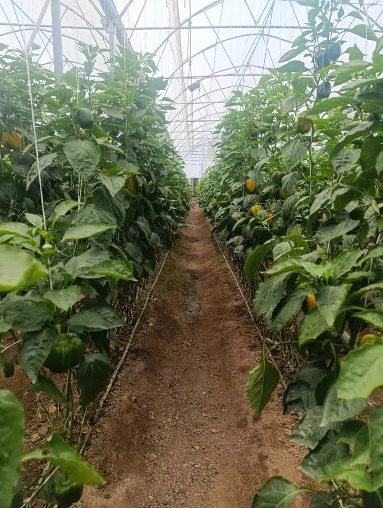 گلخانه مدرن سازه اسپانیایی