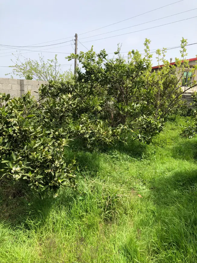 زمین مسکونی