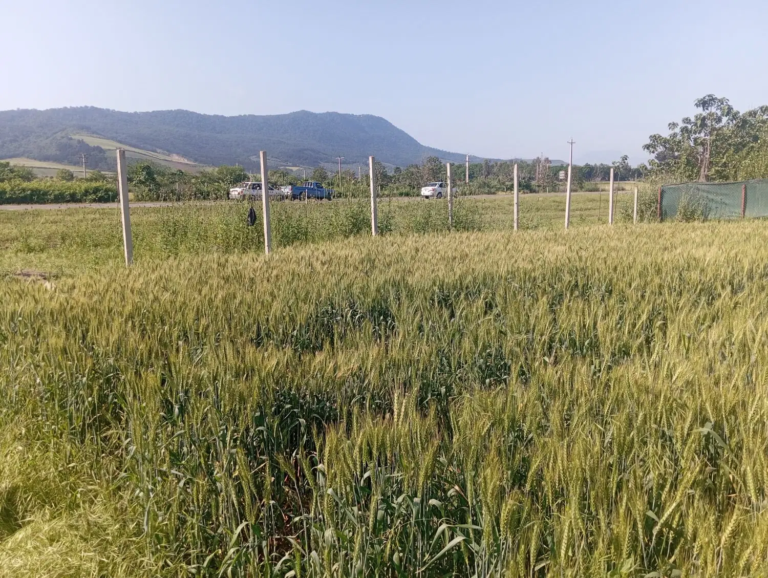 زمین کشاورزی موقعیت دار