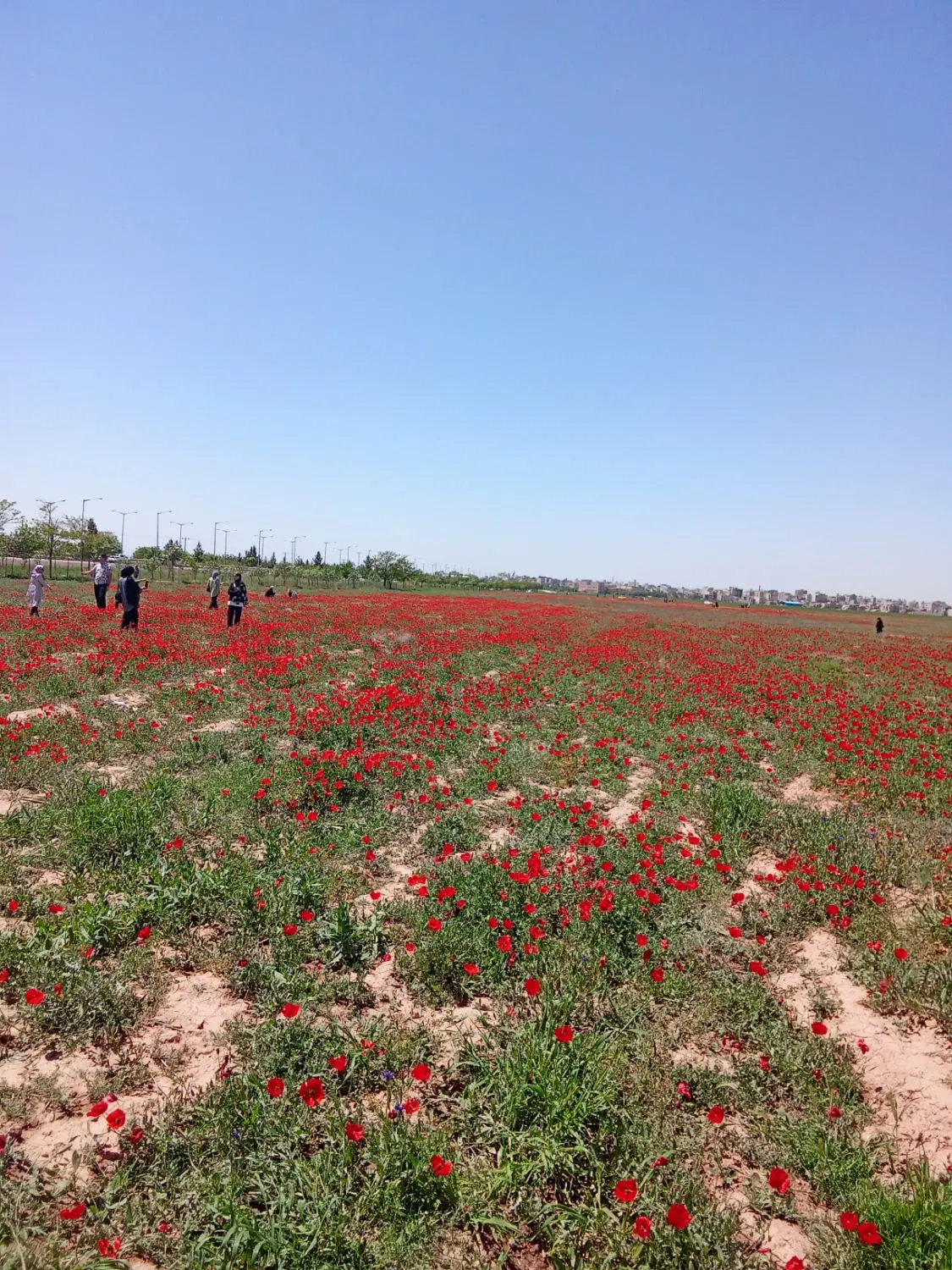 زمین