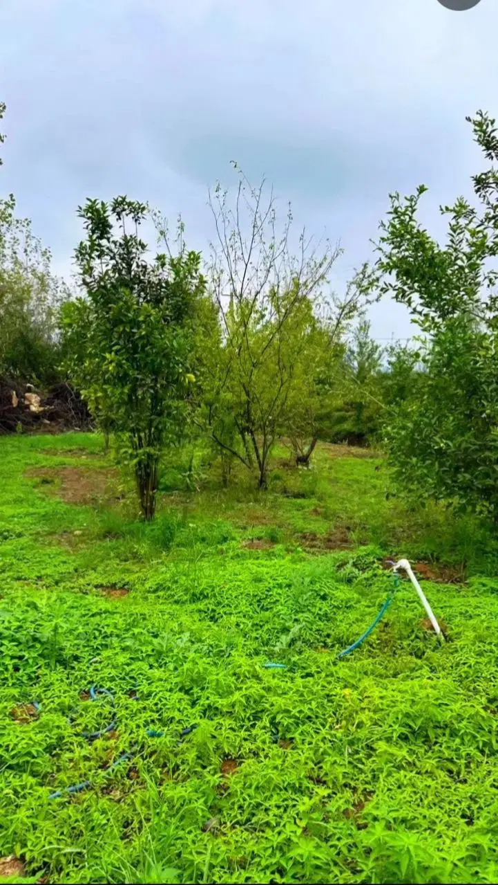 زمین مسکونی