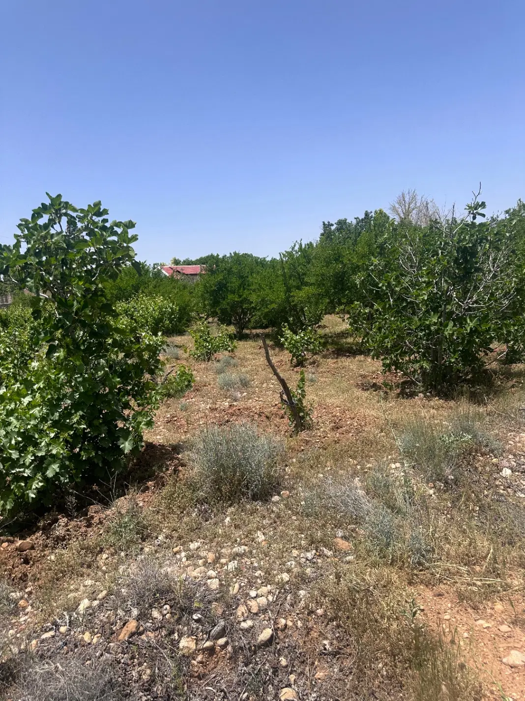 مجموعه تپه سبز پزشکان