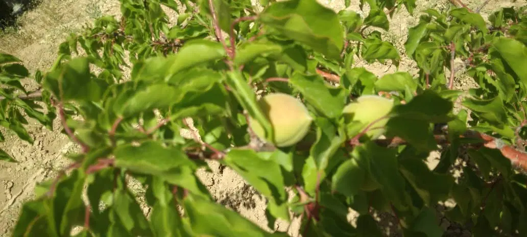 باغ ۵ساله چغاخور شهرک آورگان