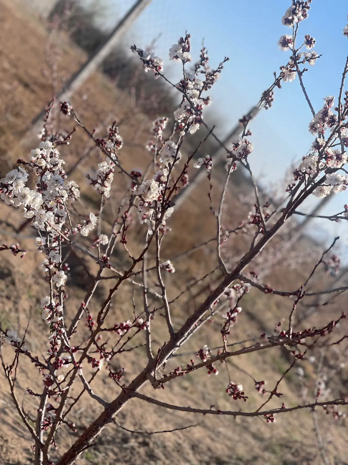 فروش باغچه