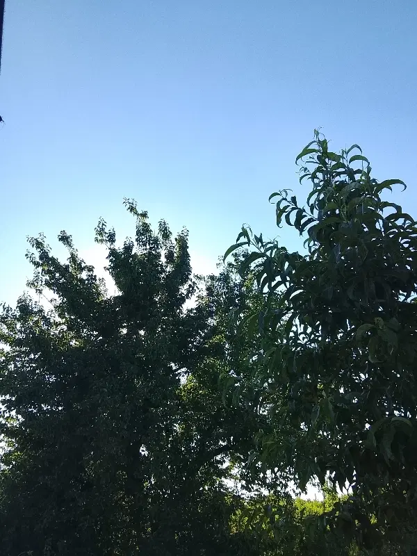 باغچه الوان