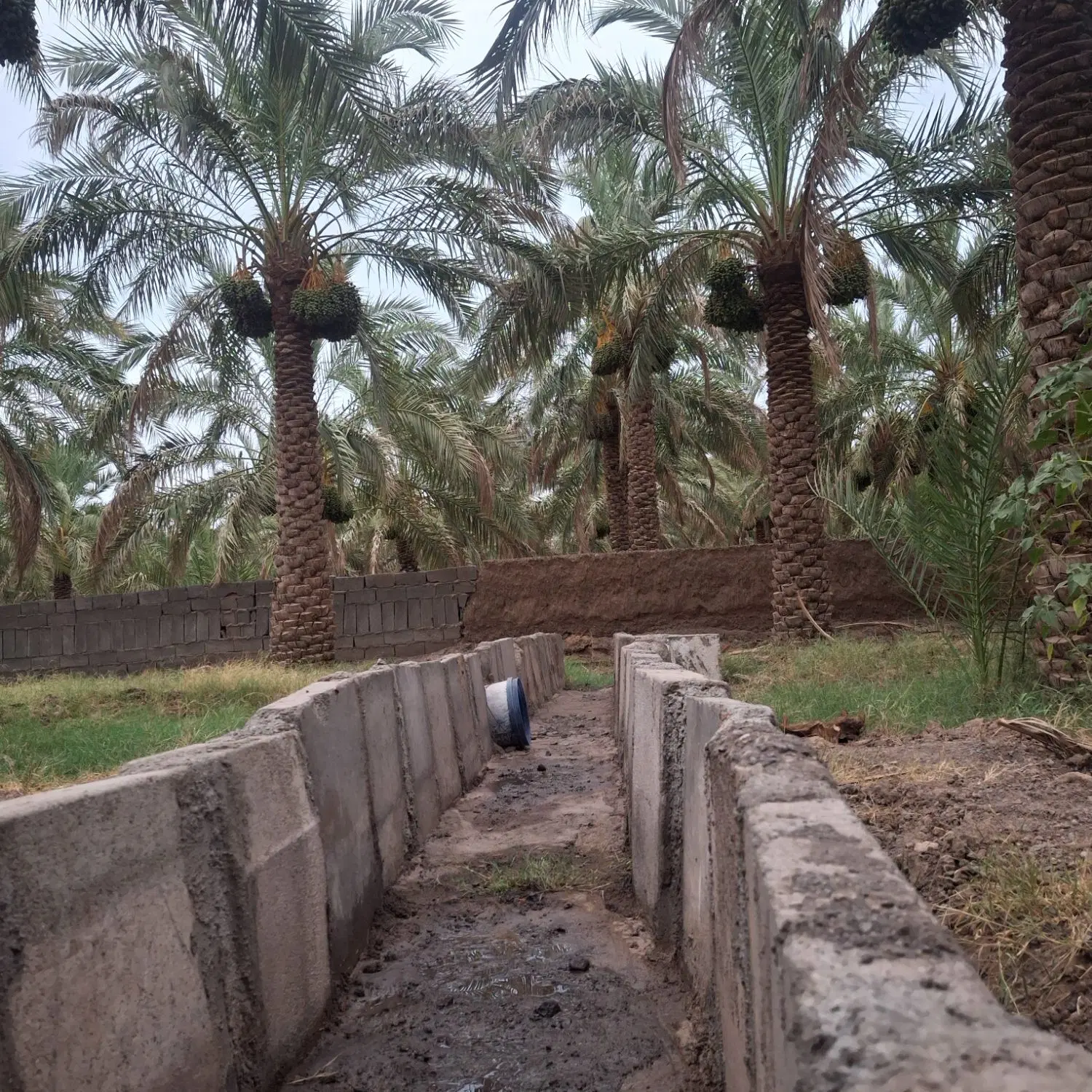 باغ در بروات