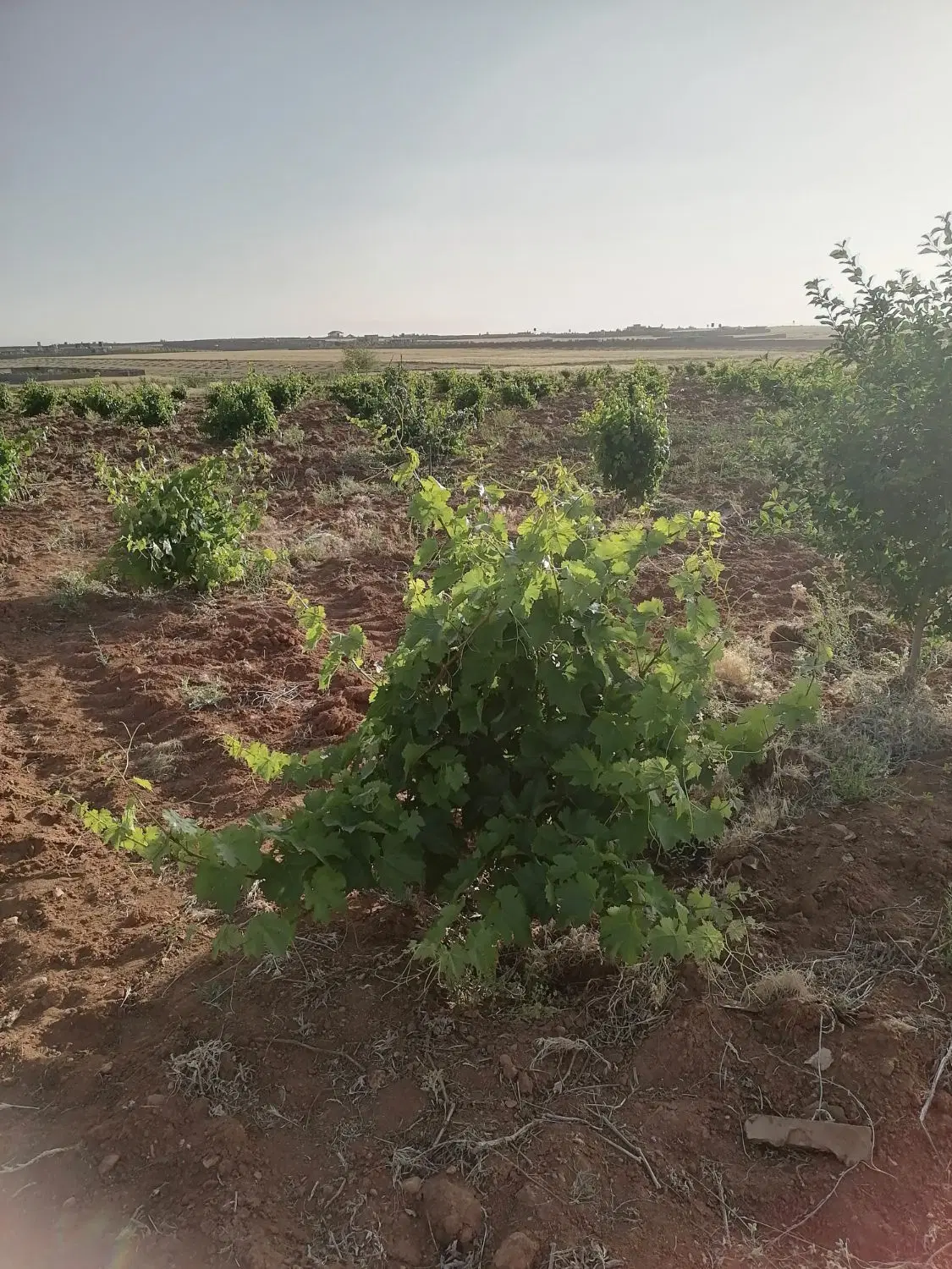 زمین