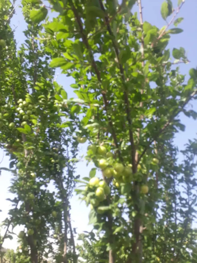 باغ ، باغچه ۱۰۰۰ متر در ترشنبه
