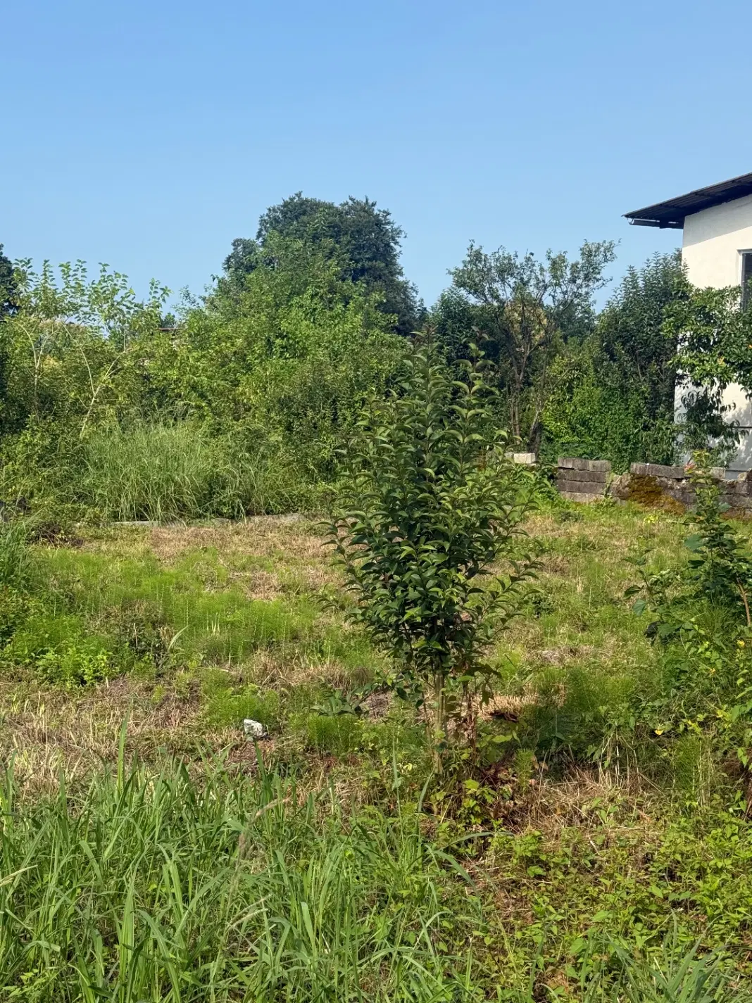 فروش فوری زمین کامل بافت۲۱۰ متر