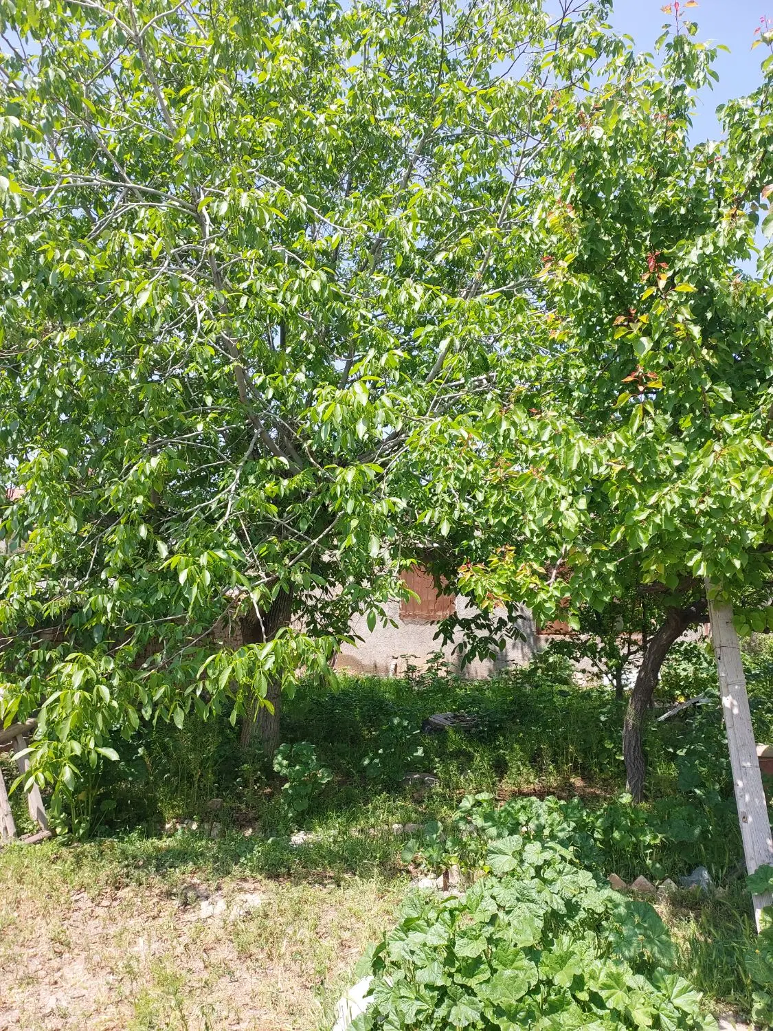 باغ ویلا