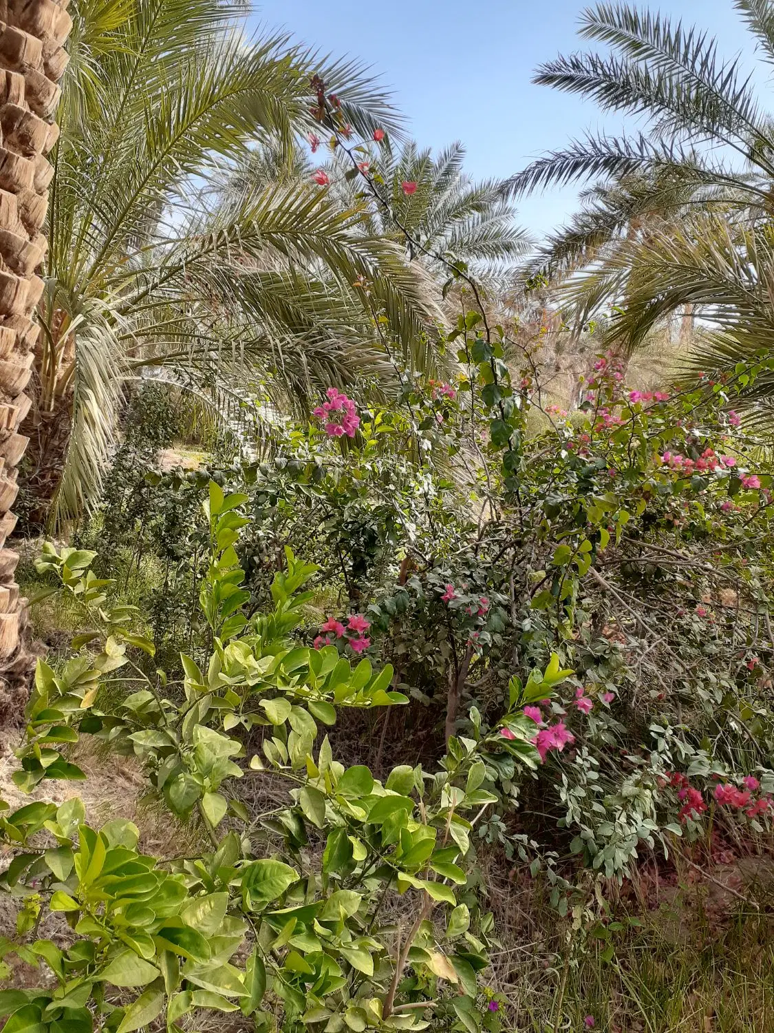 ۱۱۰ قصب باغ در قلب شهر توریستی شهداد