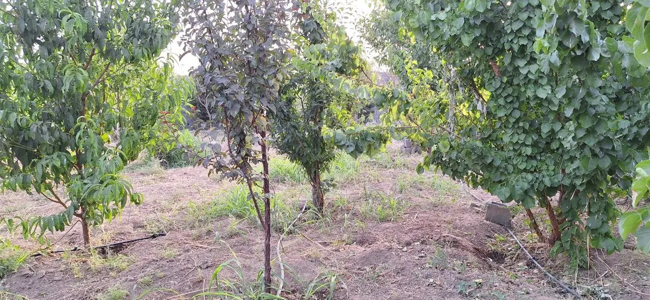باغچه سنددار با انشعاب آب مسکونی