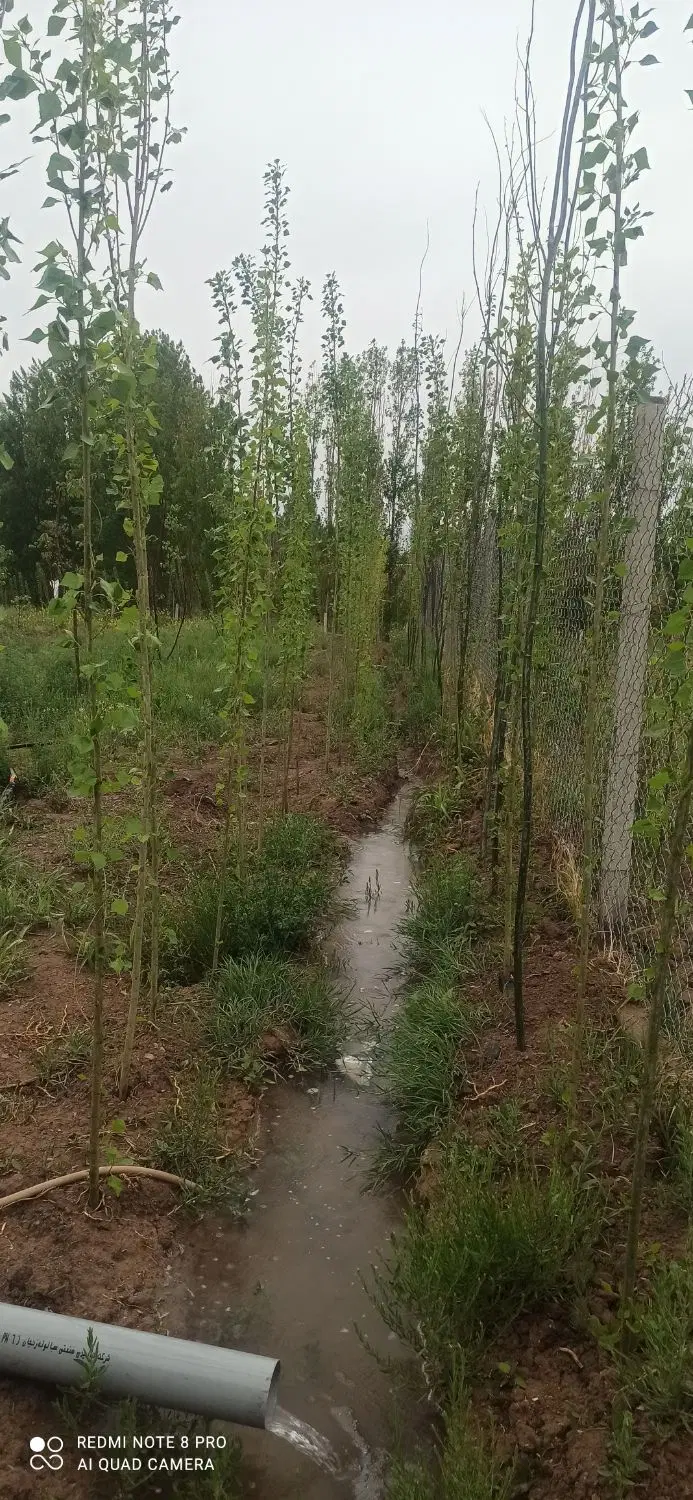 باغ ۱۳ کیلومتری جاده تبریز سند