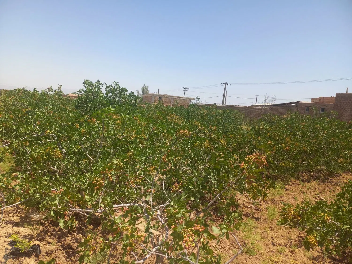 باغ پسته زمین