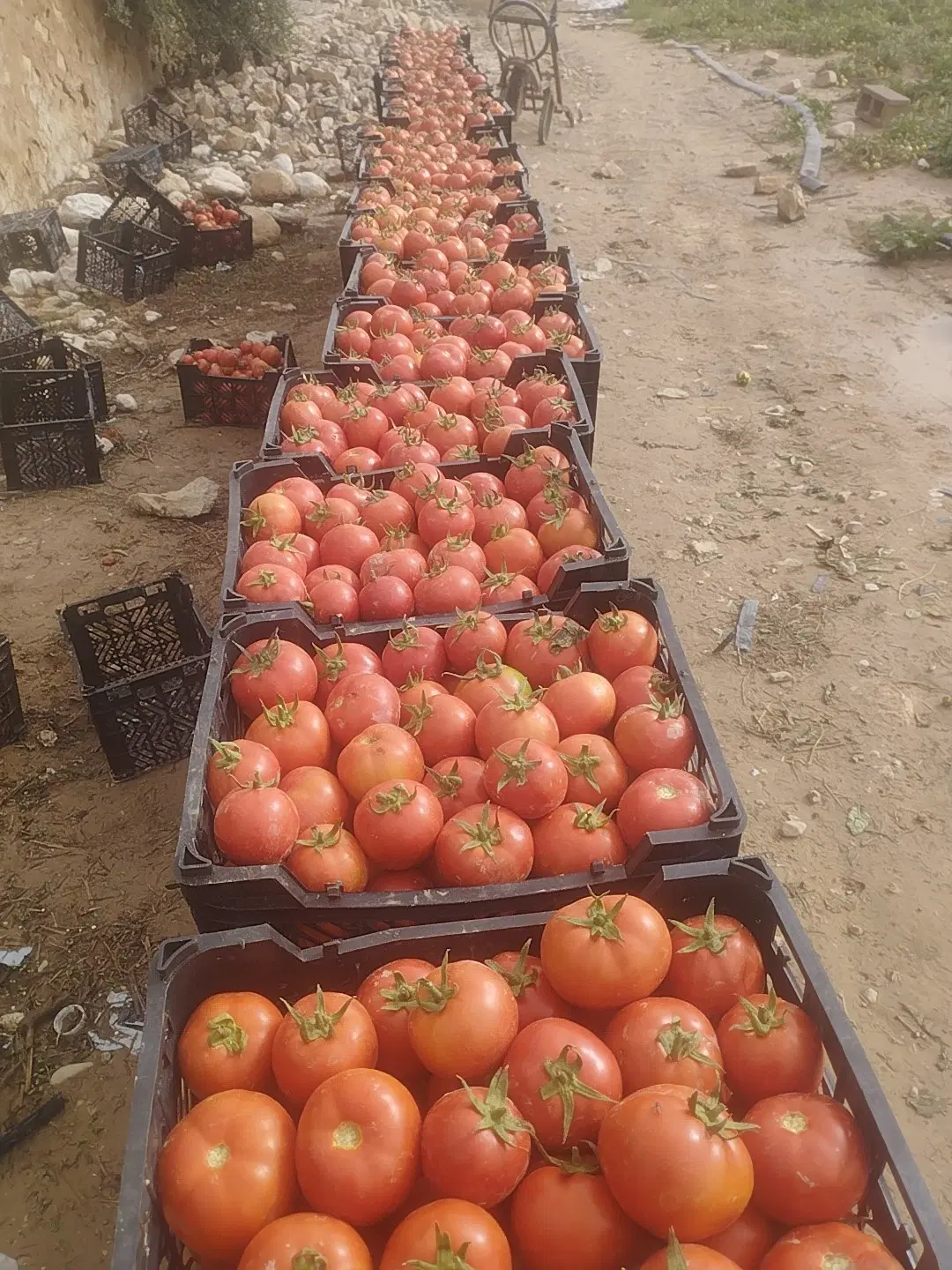 مجوزچاه کشاورزی