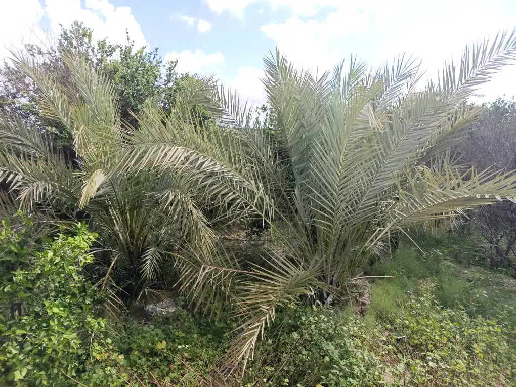 فروش خانه باغ محله امید