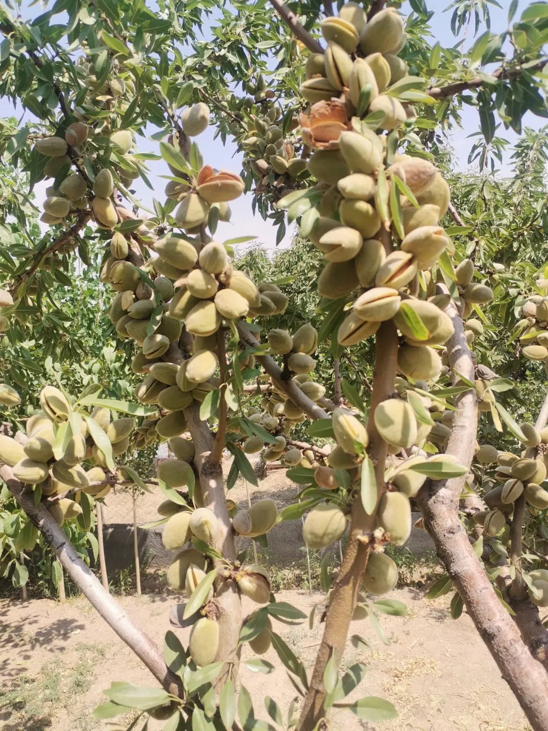 باغ شهرستانک
