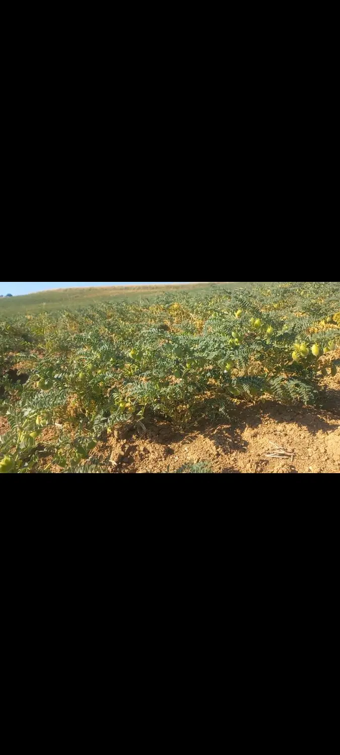 زمین کشاورزی دیم