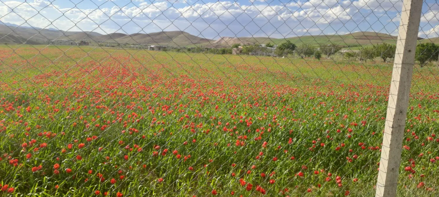 زمین باغ فنس کشیده ۱۰۰۰ متر در چبرزق