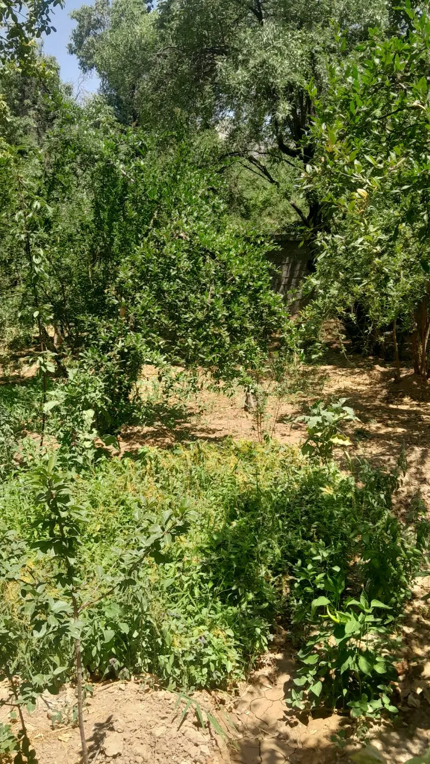 باغچه در فاروق