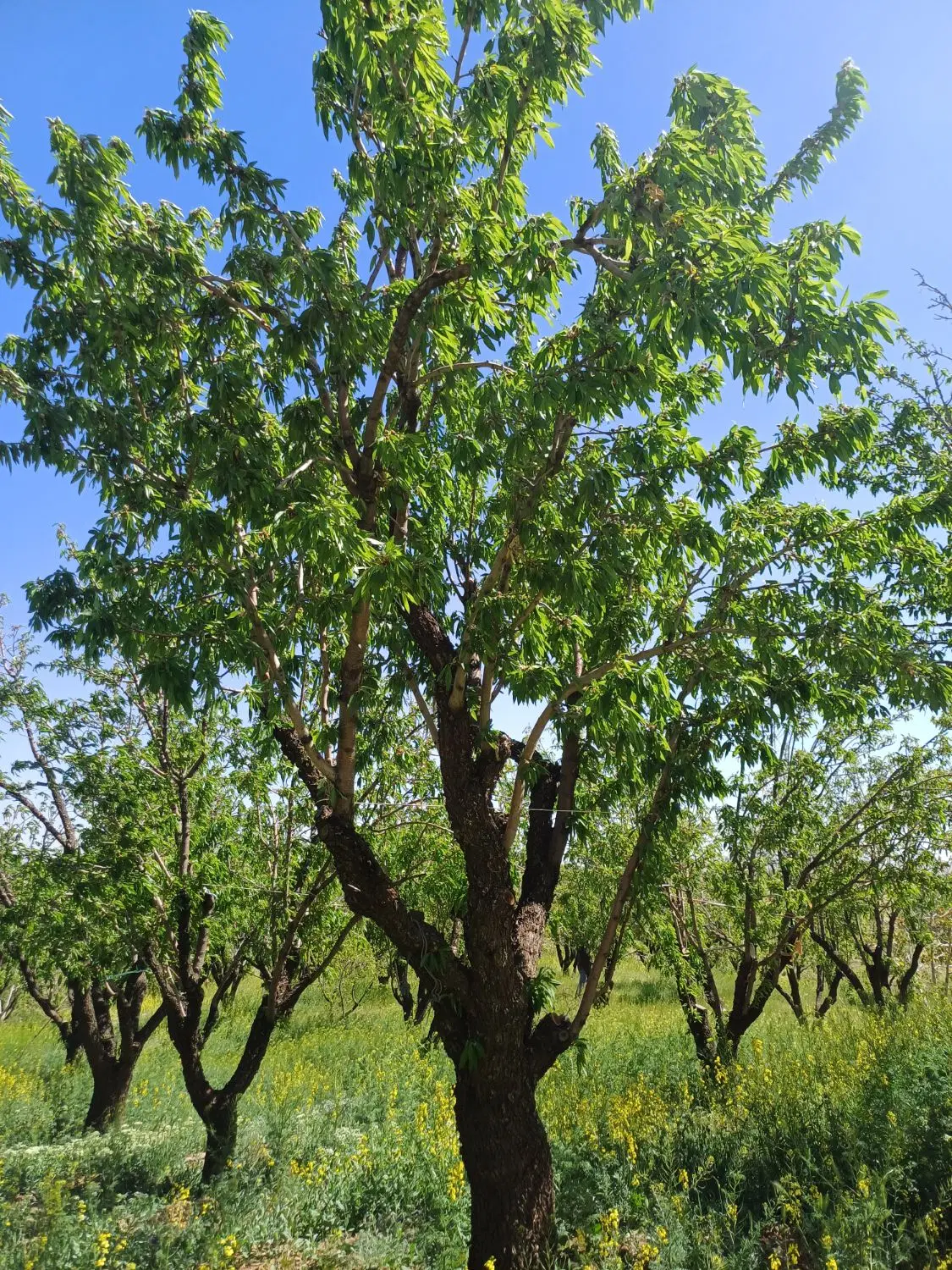 زمین کشاورزی