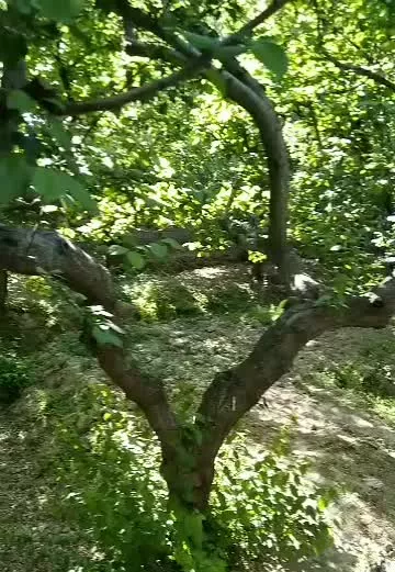 فروش باغ