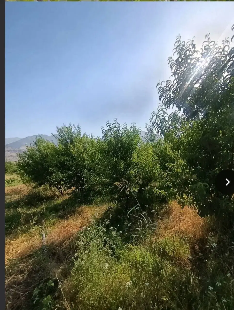 زمین باغ داخل بافت شهر